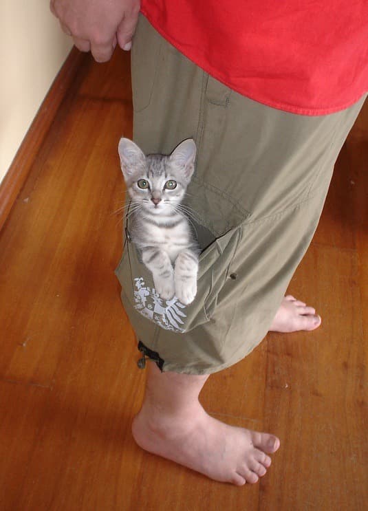 The original photo: a grey tabby kitten sitting in a trouser pocket
